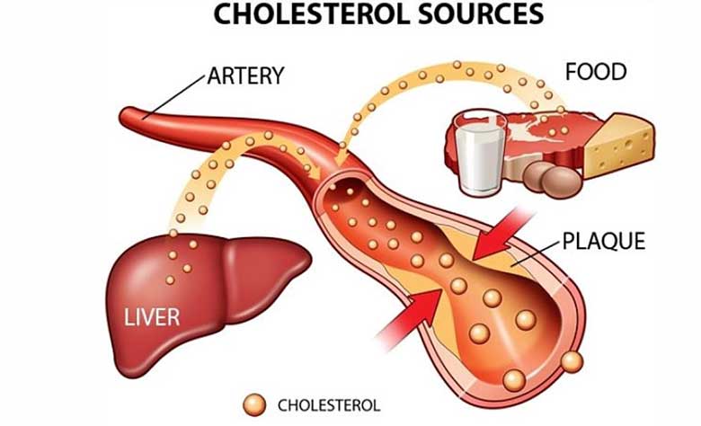 tac dung giam Cholesterol cua than hoat tinh