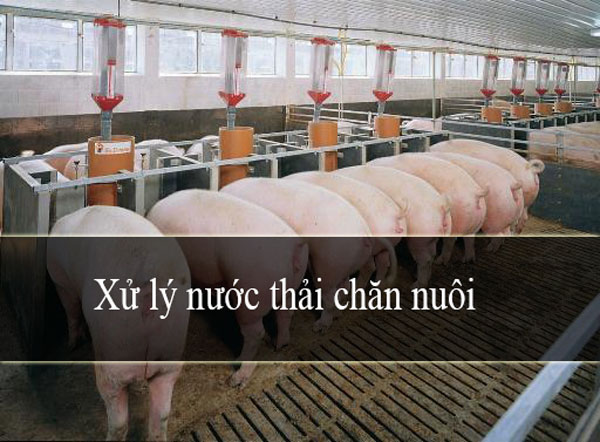 xử lý nước thải chăn nuôi