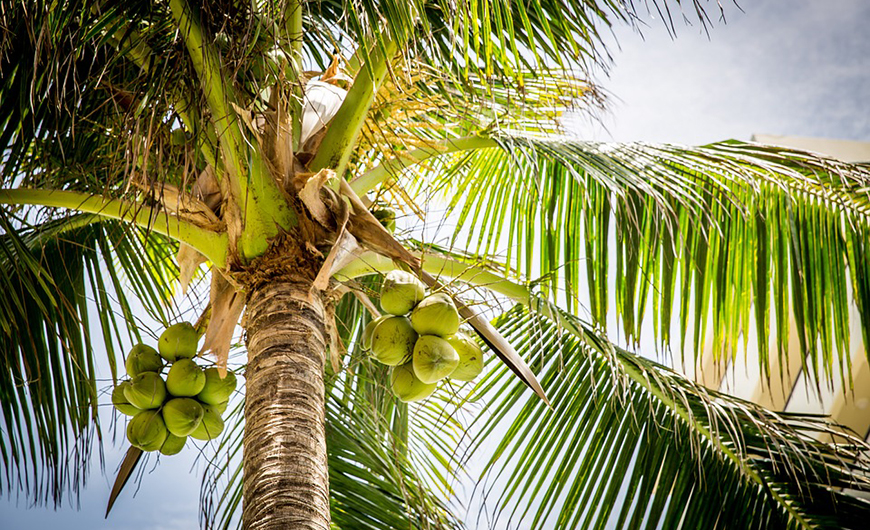 vai trò của cây dừa