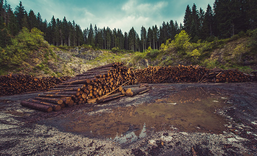 Phá rừng, chặt cây khiến đất bị ô nhiễm