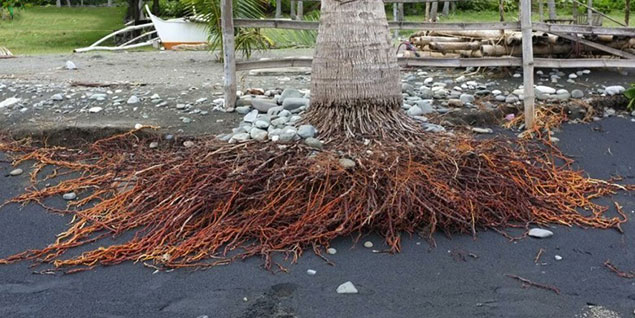 Tác dụng của rễ cây dừa