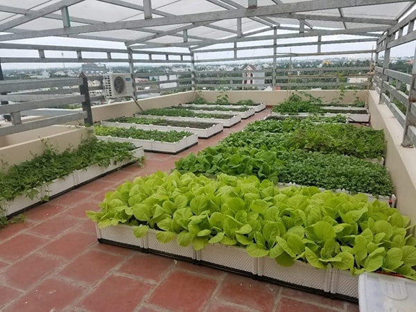 Đất sạch, Đất trồng rau giàu dinh dưỡng 8 trong rau