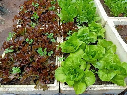 Cách trồng rau bằng đất tribat