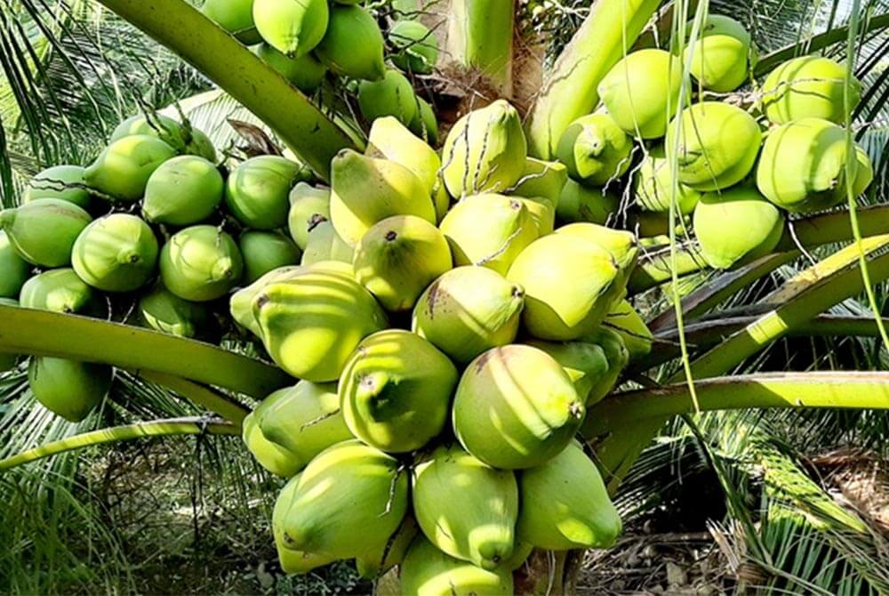 Cây dừa Việt Nam và giá trị kinh tế công nghiệp