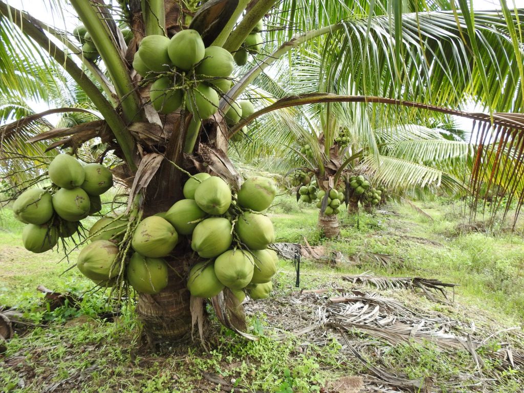 Công dụng của cây dừa Việt Nam