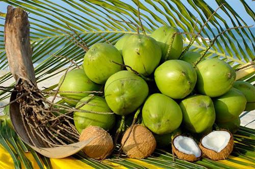 Công dụng của cây dừa: Giá trị từ thân đến quả