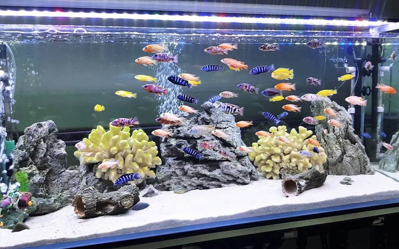 Than hoạt tính lọc nước bể cá uy tín