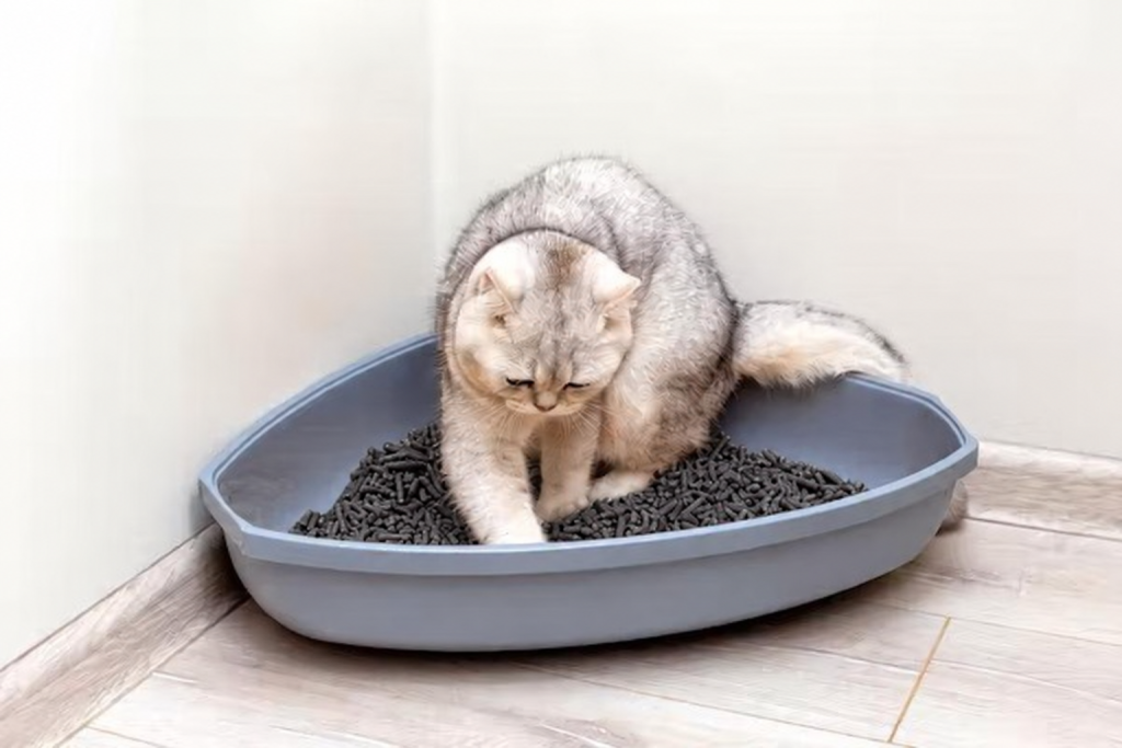 Cát than hoạt tính cho chó mèo công dụng