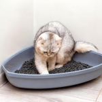 Cát than hoạt tính cho chó mèo công dụng