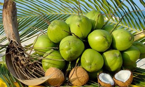 Công dụng của cây dừa có nhiều lợi ích